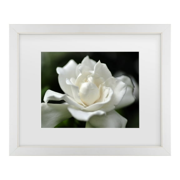 Trademark Fine Art 'Lovely Gardenia' Canvas Art by Kurt Shaffer