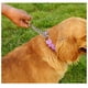 thumbnail image 2 of Methold Nylon Conveniente y portátil Saludable e higiénico Lindo Collar de color práctico Cadena mediana grande Tubos y túneles para animales pequeños rojo, 1 L, 2 of 6