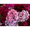 thumbnail image 3 of TomorrowSeeds - Sweet William Mix Seeds - 5000+ Count - For 2026 Planting Dianthus Barbatus Red, 3 of 4