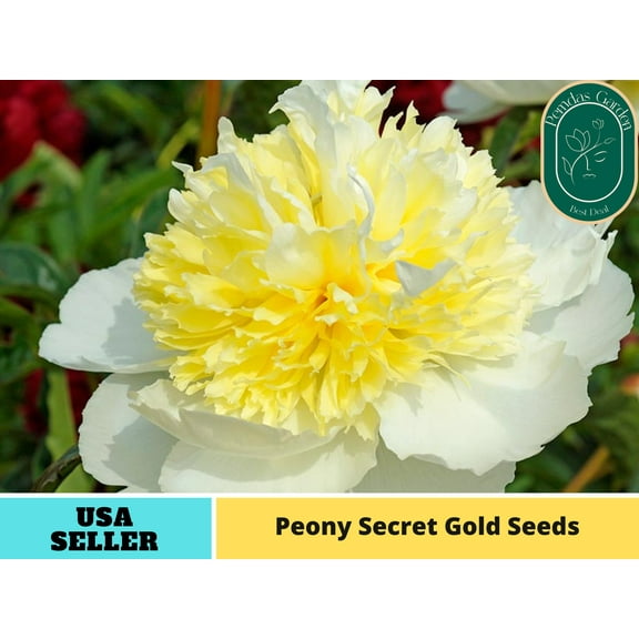 10  Seeds| Secret Gold Peony Seeds - Authentic Seeds - Perennial~ GMO Free ~Flower seeds~ Vegetable seeds~ Asian Garden~ Herbs B5G1#B007