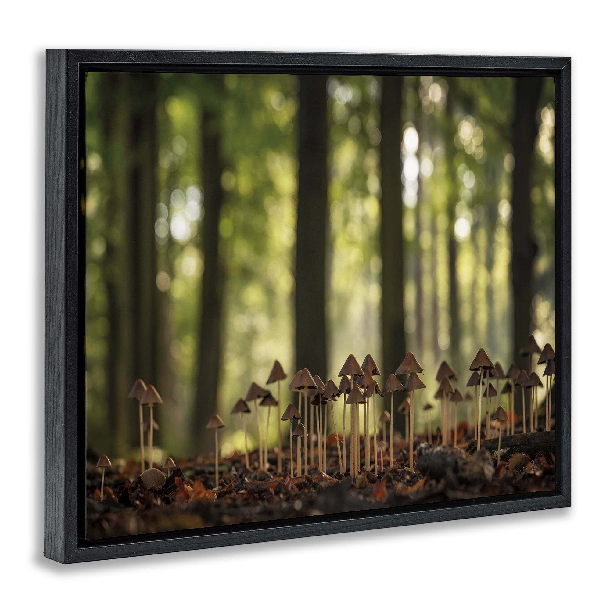Stupell Industries Mushroom Sprouts in Forest Botanical & Floral Photography Black Floater Framed Art Print Wall Art, 31 x 25