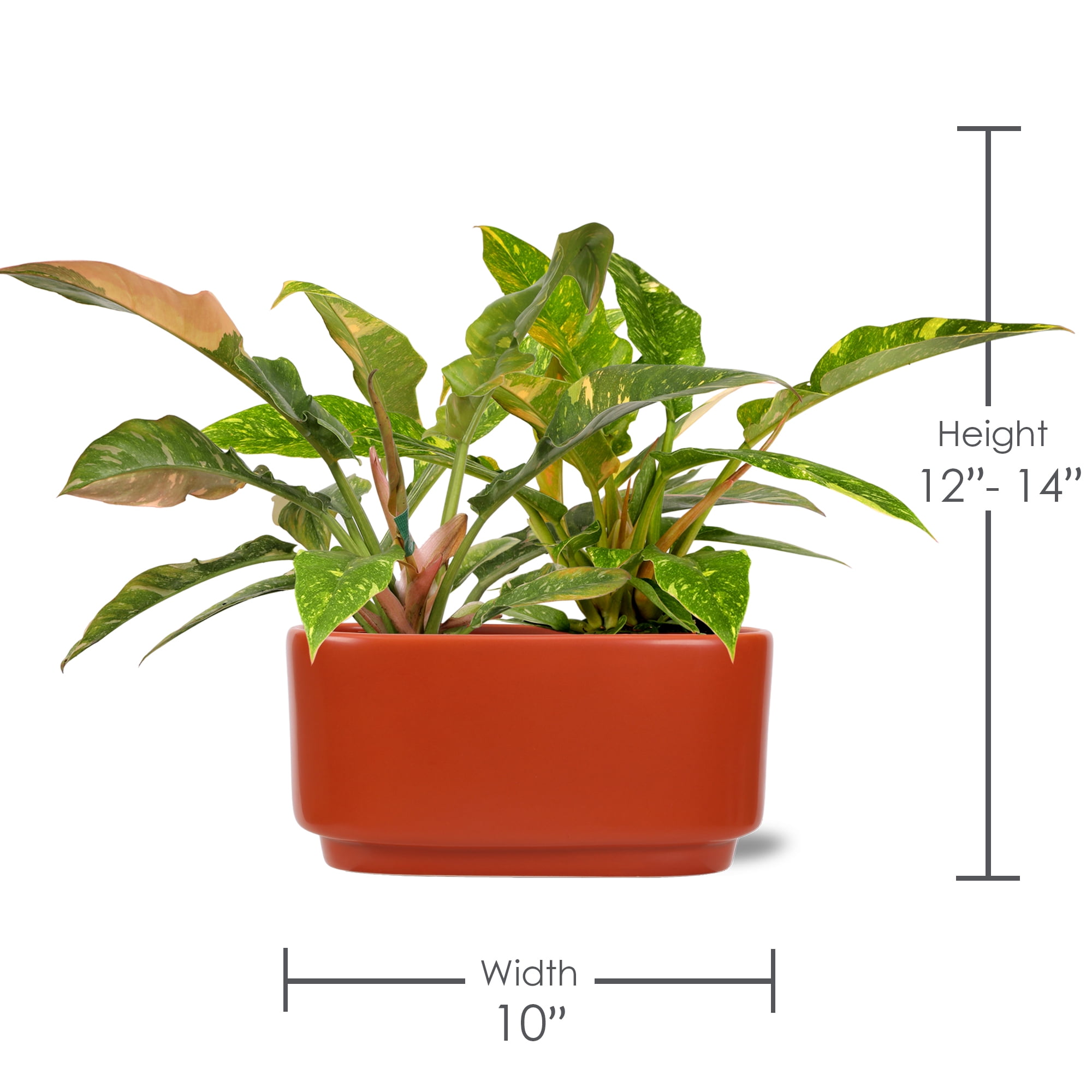 Green Circle Growers 10" Fancy Philo Ring of Fire, Live Indoor Tropical Houseplant