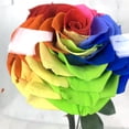 thumbnail image 3 of 12.5" Enchante Real Preserved Forever Rose in Beauty and the Beast Dome Wedding Anniversary Valentine's Day Birthday Mother's Day Gift, Rainbow, 3 of 5