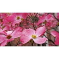 thumbnail image 4 of Expert Gardener 3-4 ft tall Pink Flowering Dogwood Live Tree in 7-Gallon Grower Pot, 4 of 6