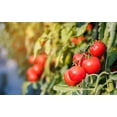thumbnail image 5 of 1 Oz Bulk ITALIAN TREE TOMATO 'Trip L Crop' Seeds - 1 Ounce = Approx 9500 Seeds, 5 of 10