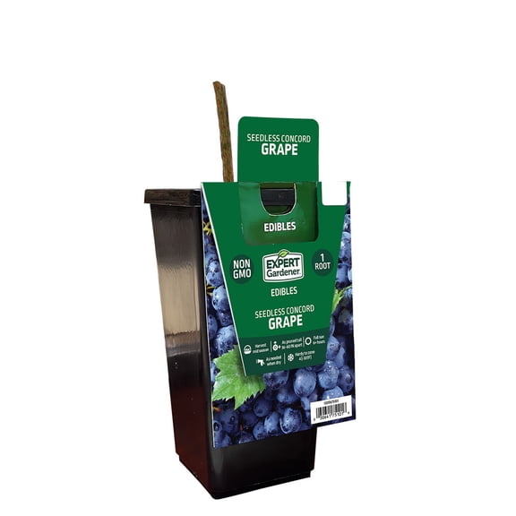 Expert Gardener Grape Concord Seedless Plant Root, Full Sun, Blue, Woody Perennial