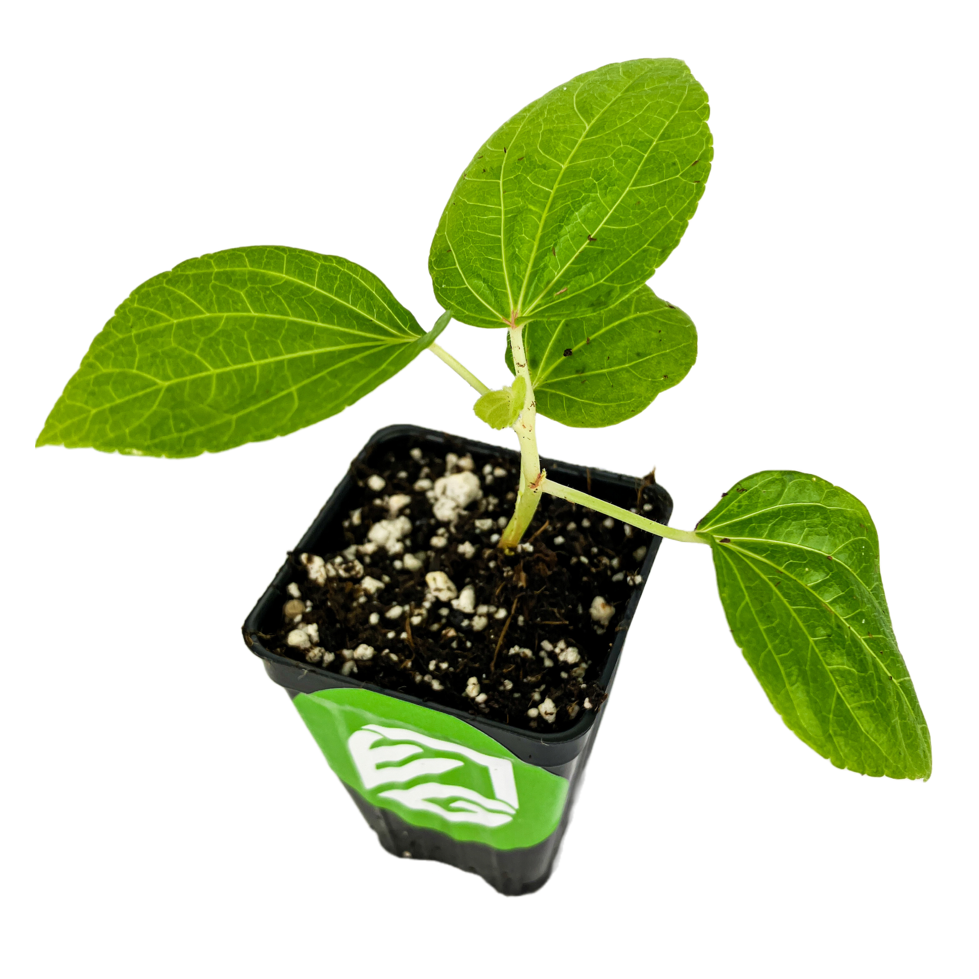 Kiko's Crump ™ South Sea Salad Tree (Bele Tree) Live Plant