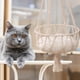 thumbnail image 4 of Camas para gatos, hamacas y perchas para ventanas, estantes seguros para gatos, asientos para gatos grandes que ahorran espacio, camas colgantes para gatos, hamacas colgantes para gatos., 4 of 8