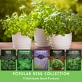 thumbnail image 3 of Herb Seeds 5 Variety Pack - Lavender Spearmint Basil Cilantro Parsley - Heirloom Full Sun, 3 of 9