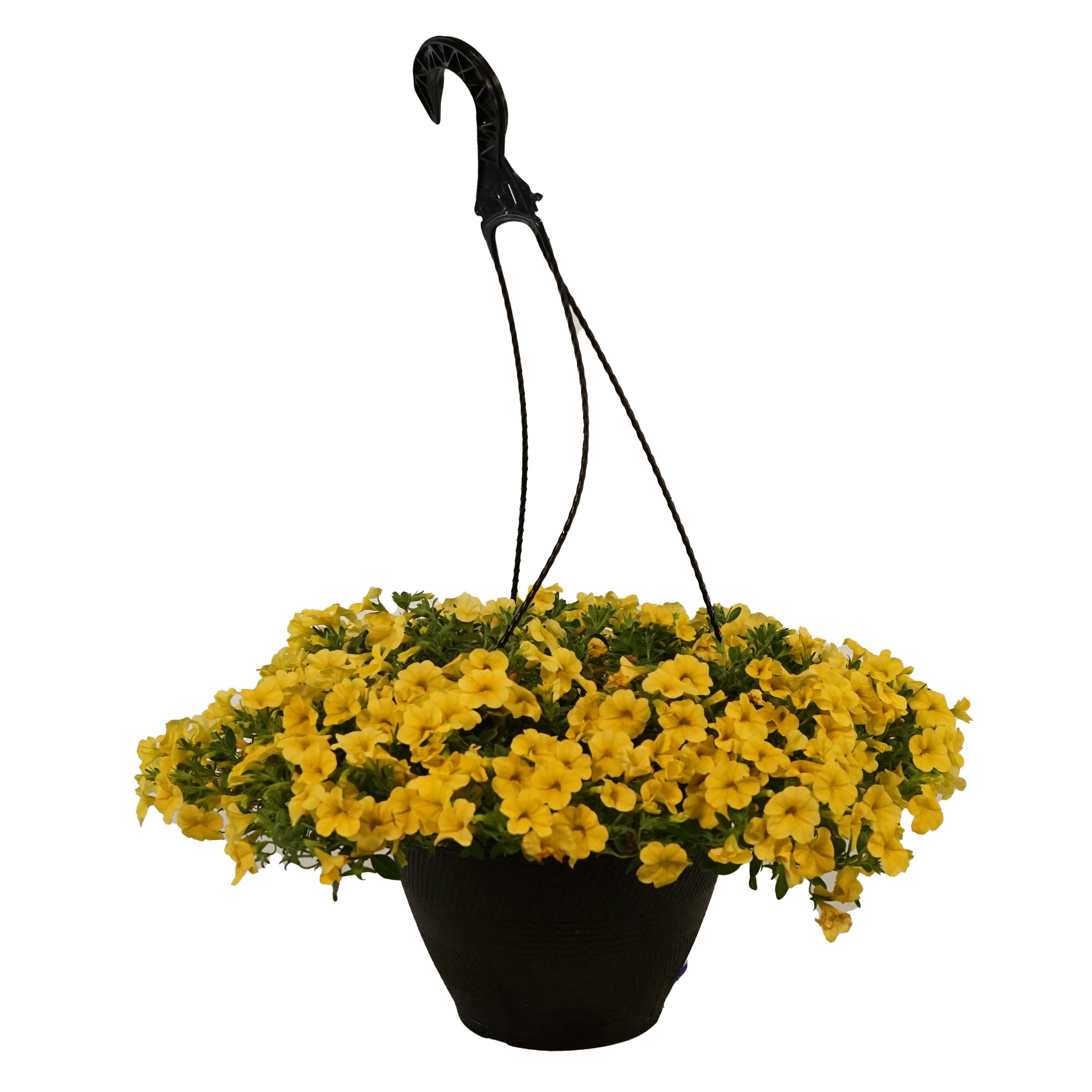 Better Homes & Gardens 2 Gallon Hanging Basket Multicolor Calibrichoa Combo Annual Flowers Live Plants Full Sun
