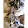 thumbnail image 2 of Cuadros Decorativos Kit de pintura de diamante 5D mosaico de taladro redondo completo de gato DIY (HJ498) DQrwqpou Nuevos Originales, 2 of 9