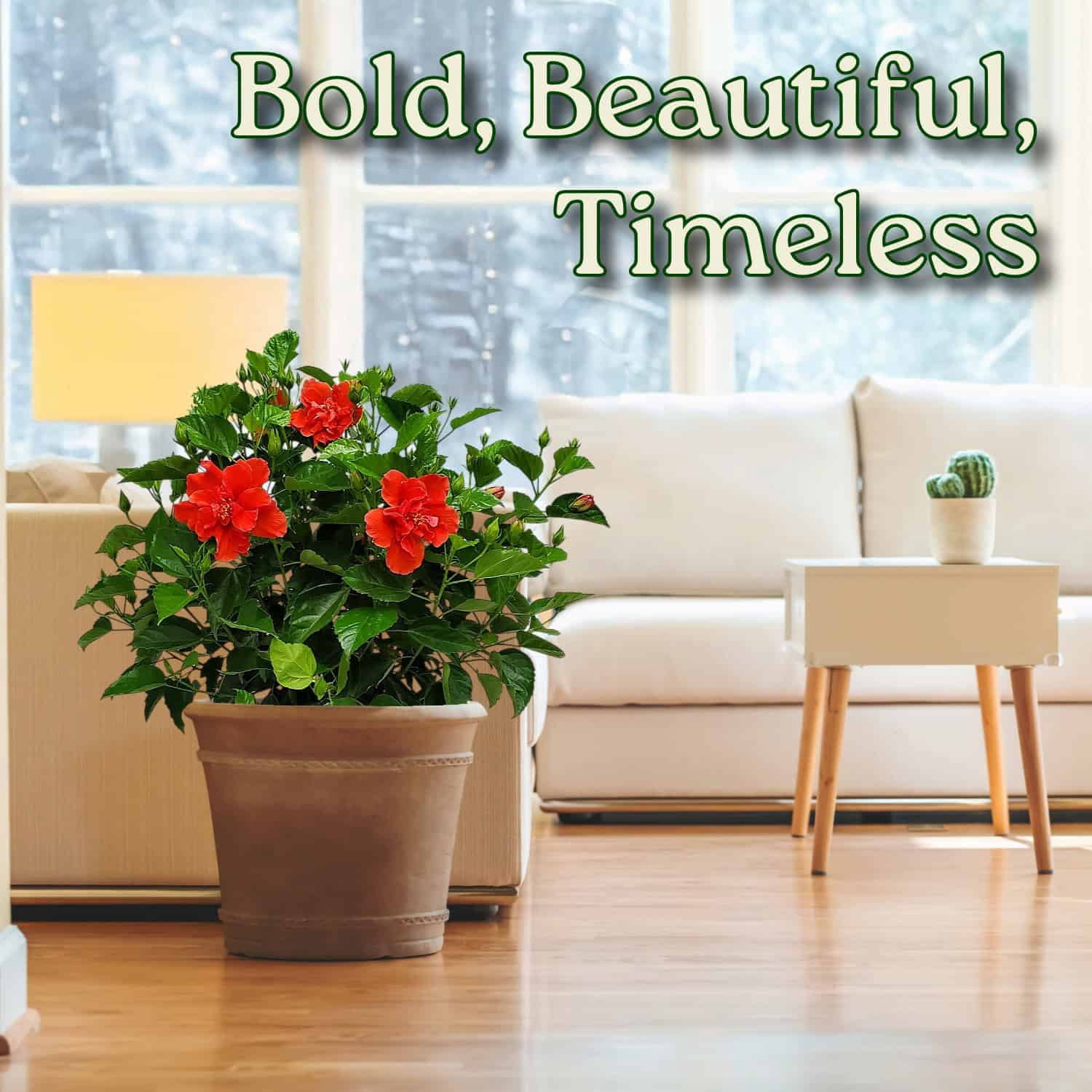 Tropical Plants of Florida 24" to 28" Live Double Red Hibiscus Bush; Full Sunlight, Outdoor Plant