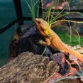 thumbnail image 4 of unbranded 2Ud Plataforma Natural Para Reptiles Para En Terrarios, 4 of 6
