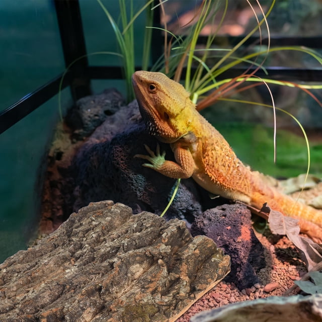 WEUVEB 2Ud Plataforma Para Reptiles Y En De Árbol Natural Color Marrón