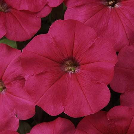 Petunia - Madness Series Flower Garden Seed - 1000 Pelleted Seeds - Rose Color Blooms - Annual Flowers - Single Floribunda Petunias, Petunia Seeds -.., By Mountain Valley Seed Company Ship from