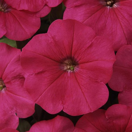 Petunia - Madness Series Flower Garden Seed - 1000 Pelleted Seeds - Rose Color Blooms - Annual Flowers - Single Floribunda Petunias, Petunia Seeds -.., By Mountain Valley Seed Company Ship from (Best Yellow Floribunda Rose)