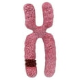 thumbnail image 4 of TISHITA x Chromosome Model Sturdy Human Chromosome for Classroom Medical Model Study, 4 of 8