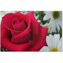 Trademark Fine Art "Pristine" Canvas Art by Monica Fleet