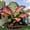 Elephant Ear-F, variant on Giant Elephant Ear Taro — A Gardening Essential— The Premier Choice for Tropical Landscaping — Adds a Fresh, Natural Accent to Yards and Pathways — (Non-Artificial)