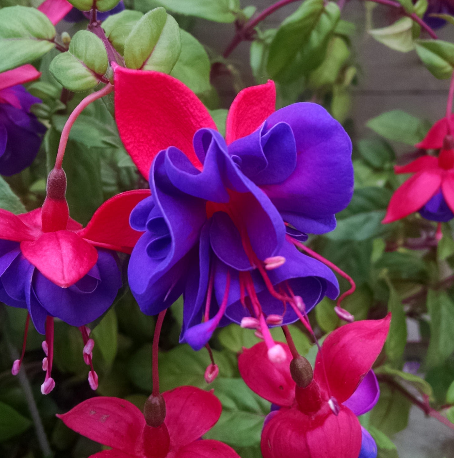 Fuchsia Dark Eyes Plants Live, Purple Pink Flower Fuchsia Plant, 4 to 6 Inches Tall, No Potted, Indoor Outdoor Gardening
