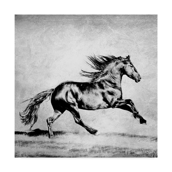 Trademark Fine Art 'Black And White Horses II' Canvas Art by PHBurchett