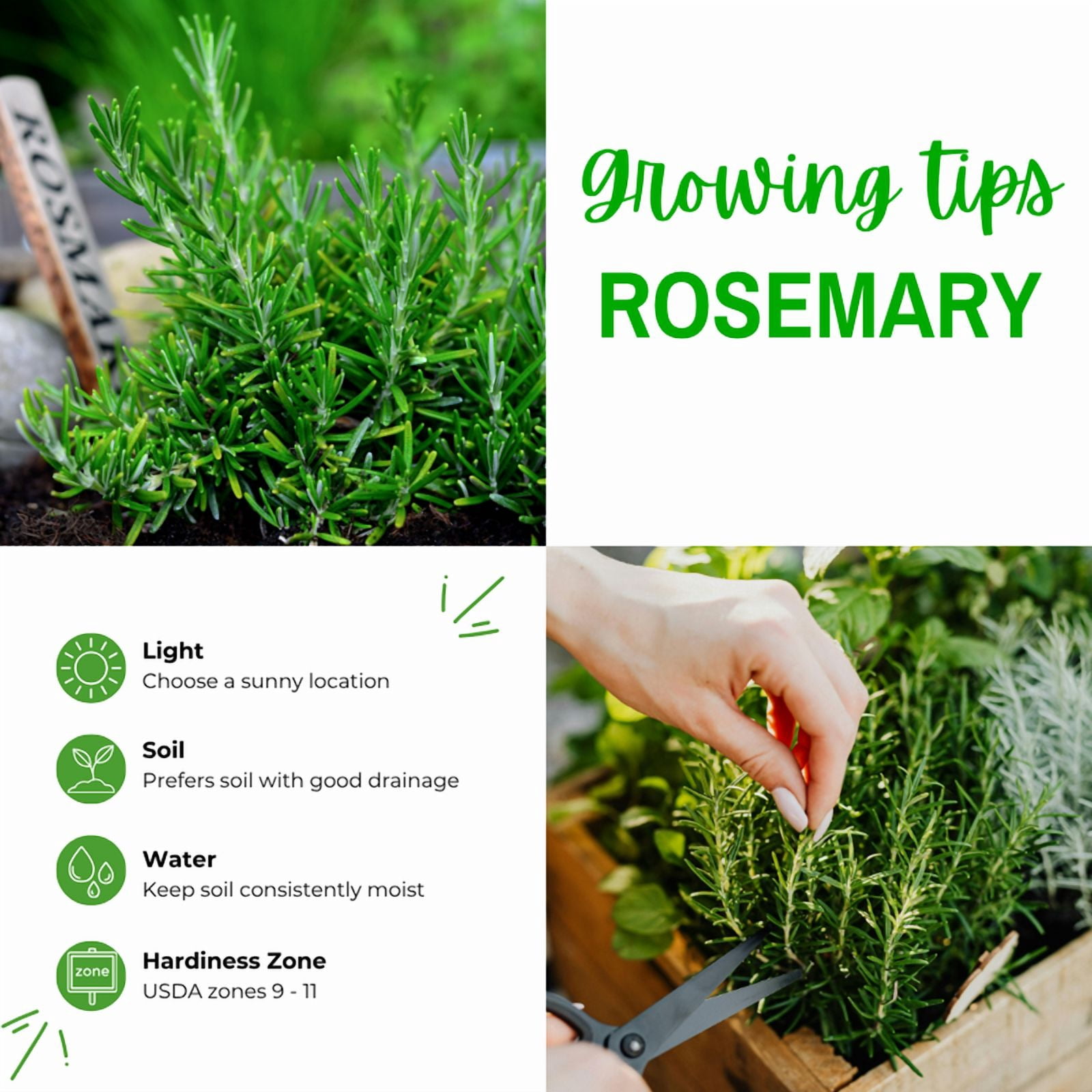 Rosemary Plant, Rosemary Live Plant, 4 - 6 Inches Tall, Edible and Fragrant Herbs, Ideal for Containers, Raise Beds and Outdoor Garden