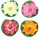thumbnail image 1 of 4 flores de loto artificiales de espuma flotante de 7 pulgadas para piscina, almohadillas de lirio de agua realistas, rosa marfil blanco naranja carmesí, perfecto para el hogar al aire libre Pati, 1 of 5