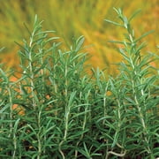 Burpee Organic Thyme Herb Seed, 1-Pack