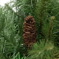 thumbnail image 2 of Northlight Dakota Red Pine and Pinecone Artificial Christmas Garland - 50' x 12" - Unlit, 2 of 4