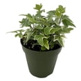 thumbnail image 5 of Ivy Plant Live Fast-growing, Potted 3-5" in Tall, Climbing Indoor Outdoor Houseplant, Easy Care Trailing Vine, Fast Growing Small Starter Plant for Home Office Décor (Variegated English Ivy), 5 of 6
