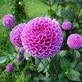 thumbnail image 2 of Lilac Time Dahlia Flowers - 7 Bulbs - Pretty Purple Petals Attracts Butterflies, Bees & Hummingbirds-Spring Garden Perennial Plants, 2 of 5