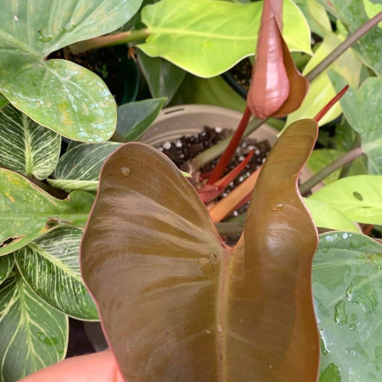 Enchanting Florida Bronze Philodendron - Live Starter Plant in a 4 Inch Pot  - Philodendron Erubescens Florida Bronze - Extremely Rare and Beautiful  Indoor Houseplant - A Rare Tropical Masterpiece - Walmart.com