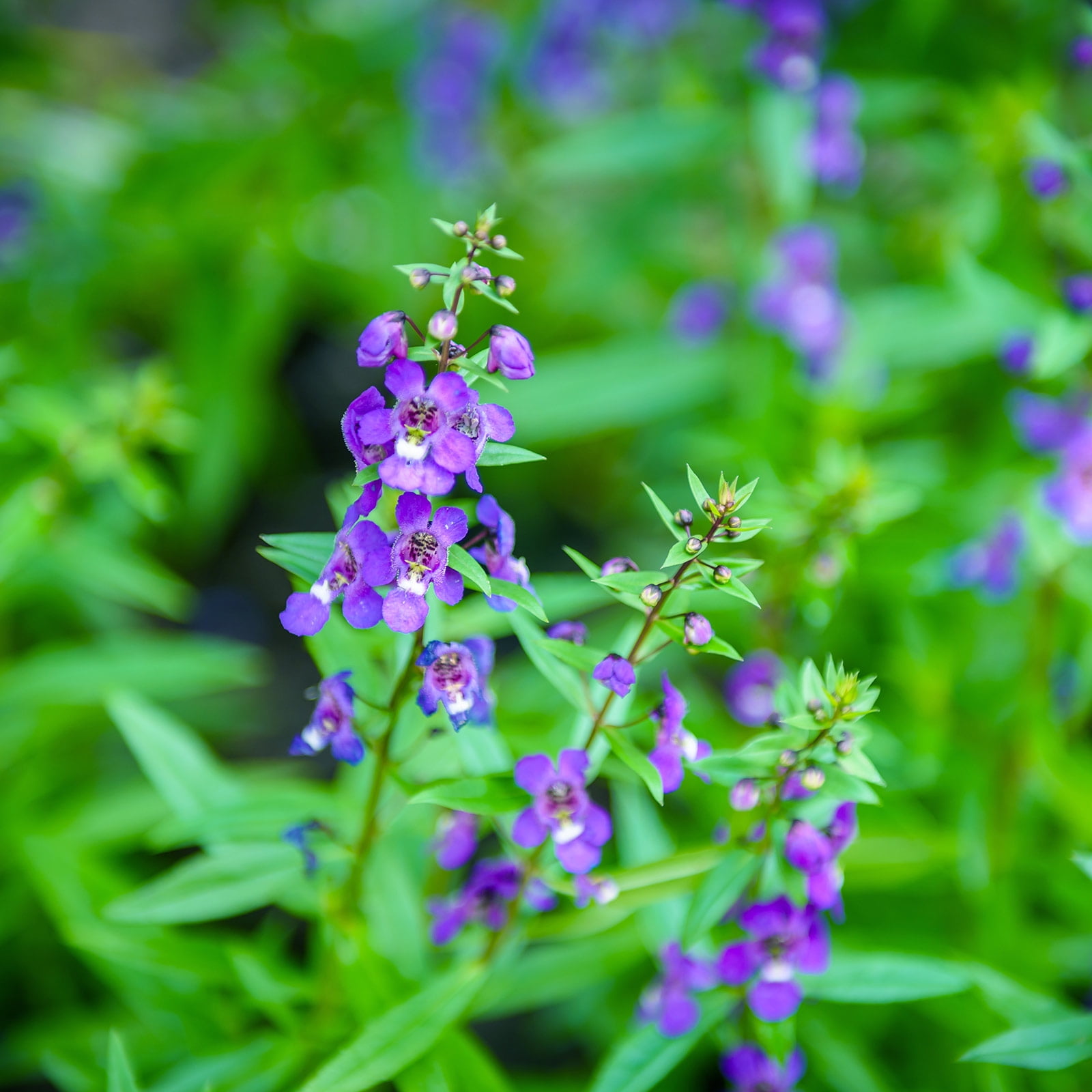 Angelonia Flower Garden Seeds Serena Blue 100 Seeds Pelleted
