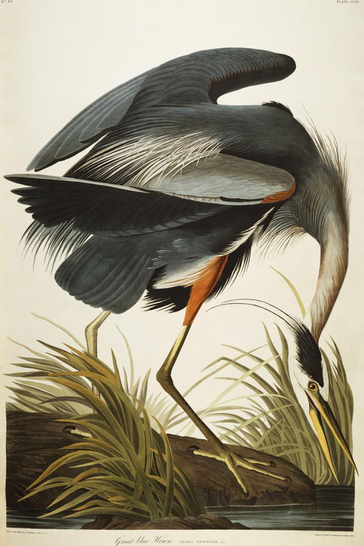 Audubon Vintage Illustrations Wall Art Set of 3 Digital Download