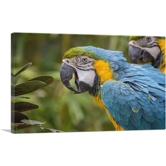 ARTCANVAS Macaw Home Decor Rectangle Canvas Art Print - Size: 26" x 18" (0.75" Deep)