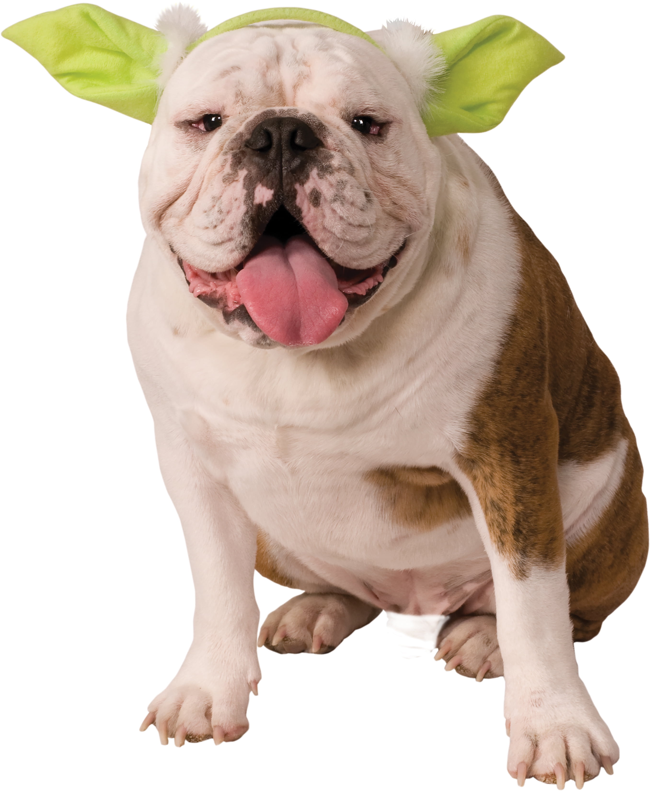 dogs with small ears