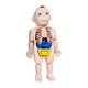 thumbnail image 3 of Modelo de cuerpo humano para niños Cuerpo humano 3D, modelo de torso, material didáctico con órganos y extremidades, modelo de enseñanza para, 3 of 9