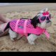thumbnail image 5 of Gafas para perros, gafas de sol para mascotas, gafas plegables para perros, gafas de sol con protección UV (rosa), 5 of 5