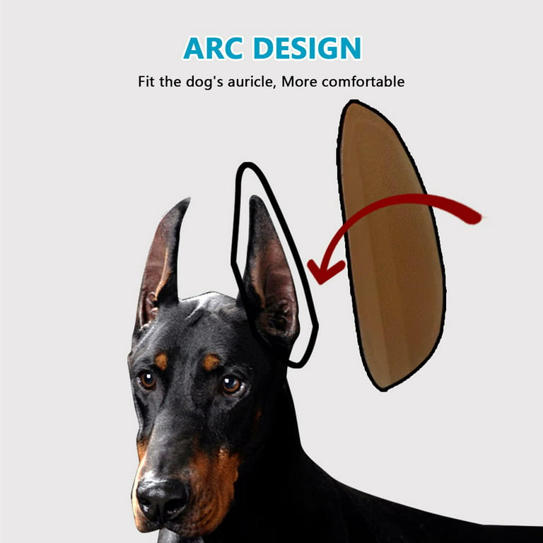 How to Post Your Doberman Puppy's Ears - ATLAS' Den