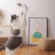 thumbnail image 5 of Simulation Bird Interactive Funny Cat Stick Toy Furry Feather Bird With Bell Sucker Cat Stick Toy Kitten Playing Pet Accessories ShopWise Round, 5 of 31