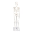 thumbnail image 1 of Mini modelo de esqueleto humano con soporte de metal, modelo de esqueleto humano de 45 cm/17,7 pulgadas para anatomía, brazos y piernas extraíbles, estudio científico, 1 of 5