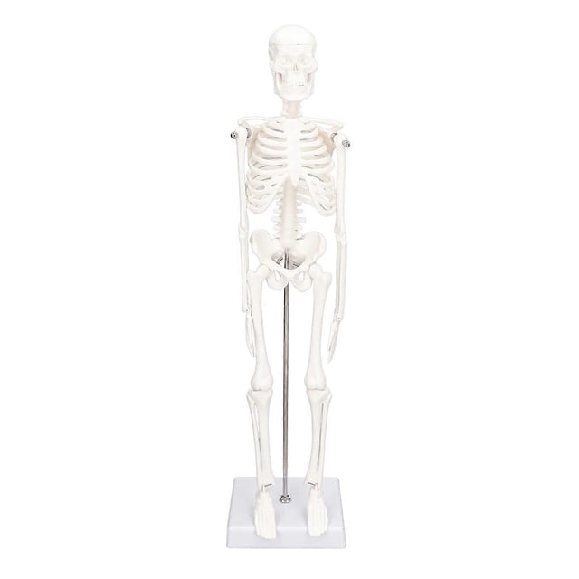 Mini modelo de esqueleto humano con soporte de metal, modelo de esqueleto humano de 45 cm/17,7 pulgadas para anatomía, brazos y piernas extraíbles, estudio científico
