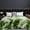 Green, variant on Thick Comfortable Soft Blanket,79x71" Full Size Fleece Throw Blanket,Absorbs Heat to Keep Body Cool for Night Sweats,Breathable,Comfortable For All Season,Suitable For Counch,Soft,Bed,Office Napping