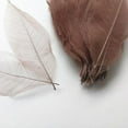 thumbnail image 3 of jifeng 100 Magnolia Dried Skeleton Leaf Leaves Scrapbook Embellishment Craft Coffee, 3 of 8
