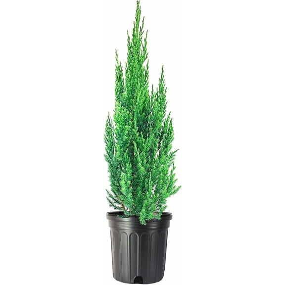 Blue Point Juniper 2 Size #1 Trees Juniperus Chinensis Drought Tolerant Low Maintenance Evergreen Plants