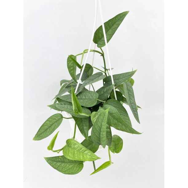 Epipremnum Pinnatum Cebu Blue Pothos Walmart Com