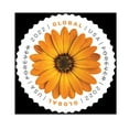 thumbnail image 2 of African Daisy Global USPS Forever Postage Stamp 1 Sheet of 10 US First Class International Postal Celebrate Wedding Holiday (10 Stamps), 2 of 4