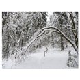 thumbnail image 2 of Foggy Black and White Winter Forest - Modern Forest Canvas Art, 2 of 3