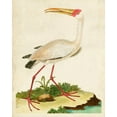 thumbnail image 2 of Unknown 12x14 White Modern Wood Framed Museum Art Print Titled - Heron Portrait VII, 2 of 4