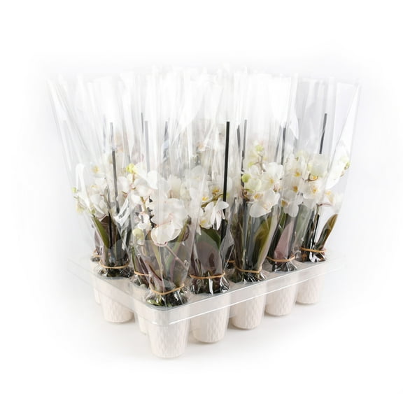 Just Add Ice 20-Pack Mini Assorted White Orchids Live Plant Party Favors, 6-10" Height in 2.5" Diamter White Ceramic, House Plant